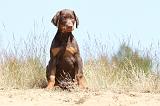 DOBERMANN 798